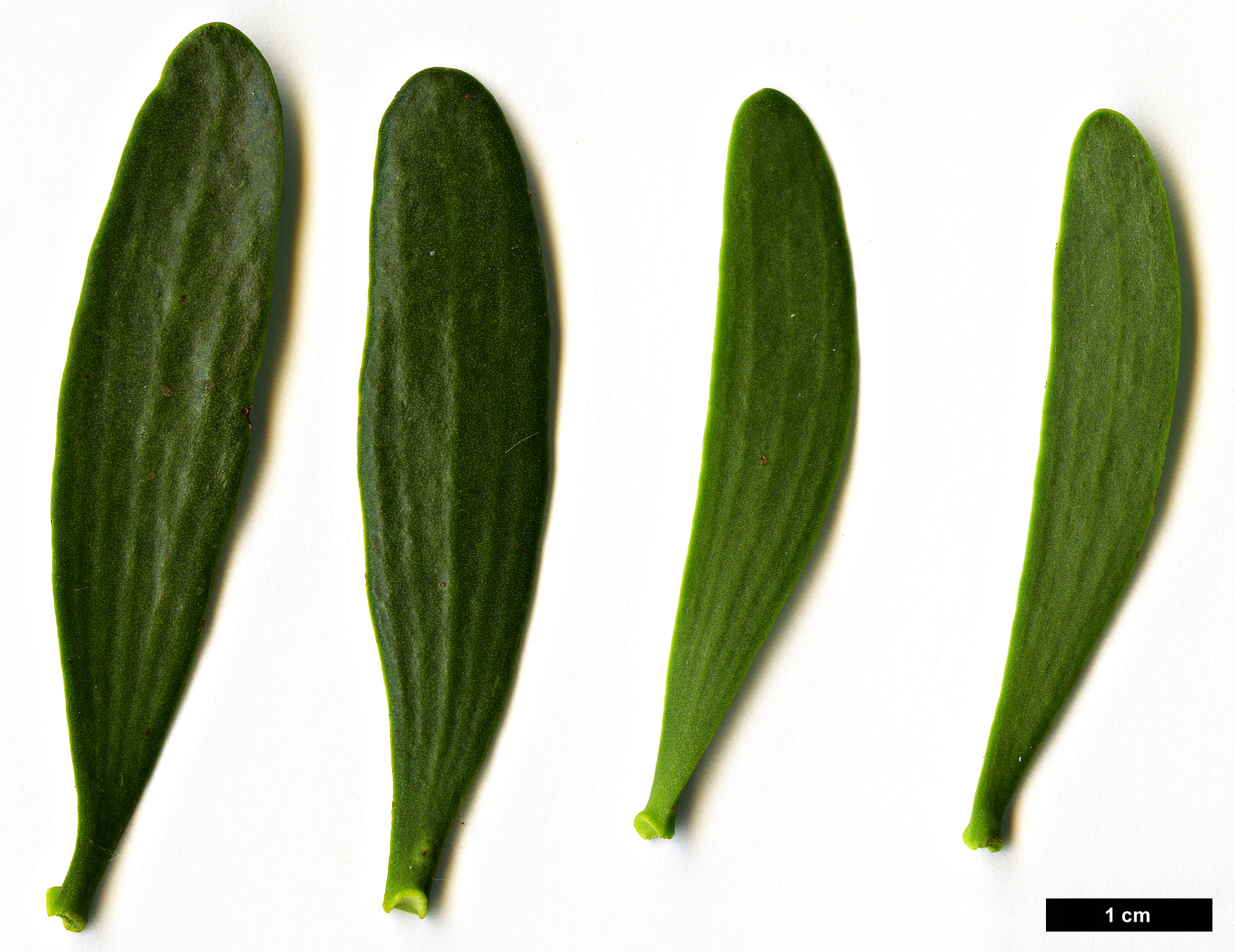 High resolution image: Family: Santalaceae - Genus: Viscum - Taxon: album High resolution image: Family: Santalaceae - Genus: Viscum - Taxon: album